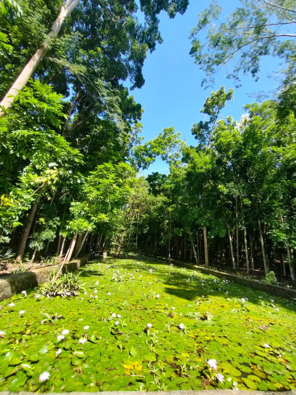 Mengenal hutan buatan terbaik di NTT yang dulunya lahan gersang tetapi kini muncul mata air dan kolam.